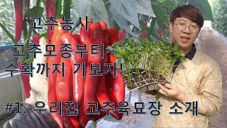 고추농사 고추모종부터 고추수확까지 가보자 #1. 우리집 고추육묘장 소개