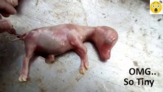 World's Smallest Baby You Have Ever Seen