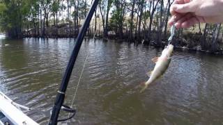 Fishing @ Lake Eppalock-One snag one small fish