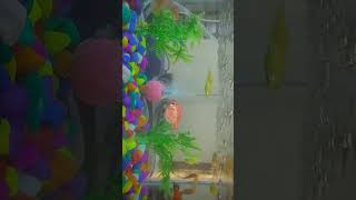 #shorts #shortvideo Aquarium short 1