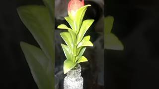 #how to make mini vase#plant pot#tutorial #ytshorts #yt #youtuber #hacks