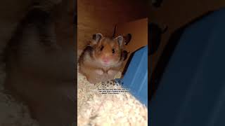 Hamster love🖤#hamstertreats #pets #hamstersoftiktok #love