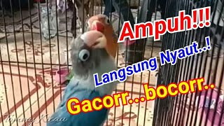 memancing lovebird dijamin langsung Nyaut ngekek panjang