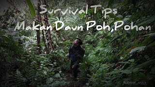 ( SURVIVAL TIPS 10 ) Bertaham hidup hanya makan daun di hutan ( poh  pohan )