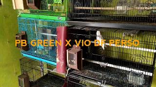 PB GREEN X VIO DF PERSO ANAKANNYA JADI APA?