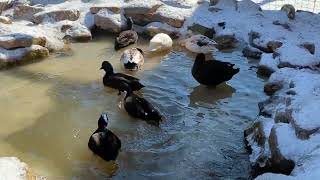 Ducks Playing In The Pond