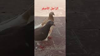 الحمام الزاجل الأصفر 🕊Yellow Mulmans Pigeons