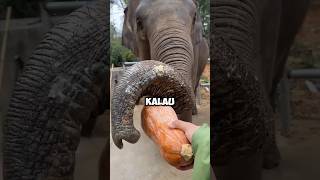 ASMR GAJAH MAKAN LABU #shorts #shortvideo