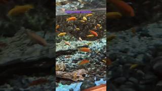 Ikan iwak peyek gorengan #shorts #shortvideo