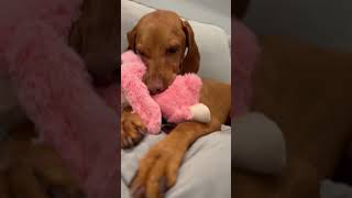 Florida Vizsla getting her 5 a day , 1 pink stuffed animal #vizsla #dogtreats #puppylife #floridadog