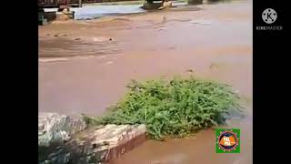 Large Number of Buffaloes Flock in the Flood Relay at the Chenab River Chiniot || Pal Pal News Tv