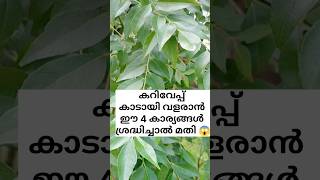 കറിവേപ്പ് കാടായി വളരാൻ /poppy vlogs