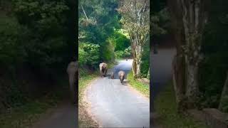 Elephant tour in the local road in assam #love #elephat #elephant #elephantelephant #nature