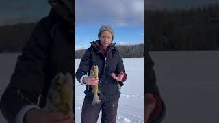 Brown trout through the ice