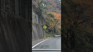 🗾 Driving through Iya Valley in Autumn (Shikoku, Japan) #shorts