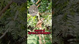 Finches in natural environment | Finches in nature #finches