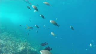 Baptême de plongée dans la Réserve Cousteau - Guadeloupe