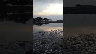 PEIXES ESTÃO MORRENDO EM RIO DE ALENQUER! SECA CASTIGA A REGIÃO.