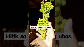 fruitful grapes #shorts #grape #everyone #highlights #gardening