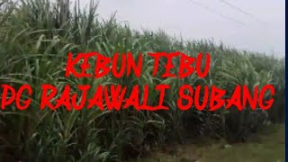 KEBUN TEBU PG RAJAWALI SUBANG JABAR