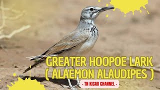 Greater Hoopoe lark ( Alaemon alaudipes )