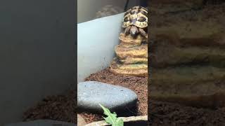 Tortoise slides down rock