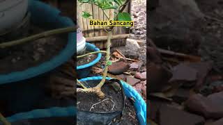 BONSAI SANCANG #bonsai #tanaman #bonsaibonsai #bonsaisancang