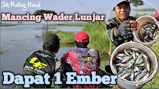 Mancing Ikan Wader Lunjar Dapat Banyak