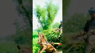 very interesting ##video of camel just watch the struggle of camel ###