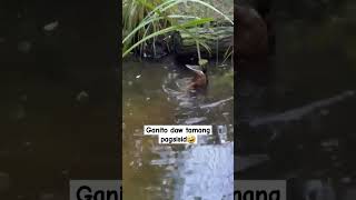 tamang pagsisid #shortvideo #everyone #animals #duck