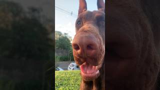 Dobermann europeu 🔥🇷🇺🇧🇷 #cãodeguarda #doguealemao #doglover #dobermanlove #dog #dogueiros #dogowner