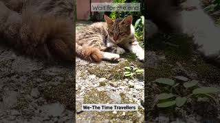 REST| We-The Time Travellers #cat #youtubeshorts #rest