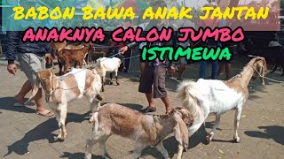 Update Harga Kambing hari ini di pasar hewan Wlingi-Blitar terbaru.sabtu, 13 Agustus 2022.