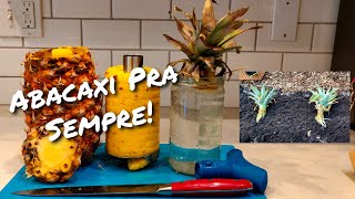 Como replantar abacaxi do mercado 🍍 Abacaxi de graça e pra sempre!