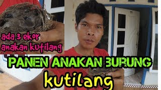 Panen Anakan Burung Kutilang Cukup Di Belakang Rumah Aja