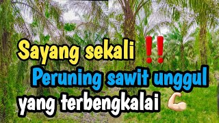 kerja borongan peruning sawit➡️ 12 hektar‼️telalu semangat tangan cedera 😢😭,,#sawit #video #petani