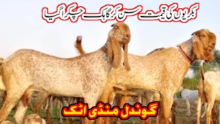 Goat  price on gondal mandi 20 may 2024|goat price in Pakistan|Badwal Desi vlog|