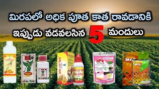 మిరపలో అధిక సంఖ్యలో Flowering రావడానికి పూత కాత రాయడానికి ఇప్పుడు వడవలసిన 5 మందులు