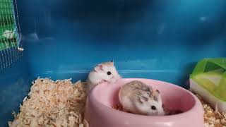 Roborovski Hamster and Winter White Hamster