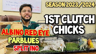 1st clutch chicks Albino Red eye parblues ino season 2023 2024