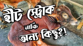 কি কি লক্ষণ দেখে বুঝবেন গরু অসুস্থ || cow sickness symptoms || Purbasha Agro