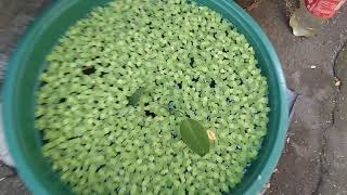 Water Lettuce in my Fish Ponds