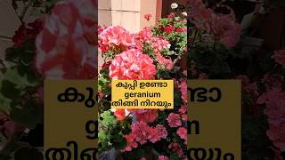 കുപ്പി ഉണ്ടോ?? geranium ചട്ടിയിൽ തിങ്ങി നിറയും /poppy vlogs