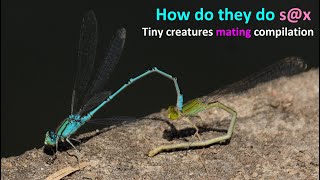 mating in insects | Animal mating behaviour | animal reproduction | #wildlife #animallover