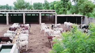 عزیز کیٹل فارم اینڈ پلائی سینٹر حاصل پور Aziz Cattle Farm and Palai Center Hashilpur