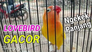 GACOR!!Masteran Lovebird gacor dan Ngekek Panjang