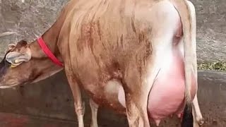 top Jersey cows|high milking cows|Advanced pregnant cow's| jersey breed|#cow #viralvideo #farming