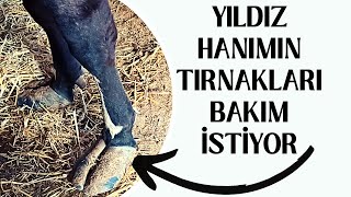 YILDIZ HANIMIN TIRNAKLARI BAKIM İSTİYOR