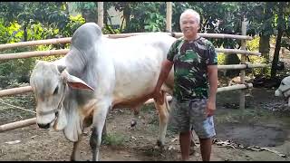 Babeh ngelus2 Sapi PO