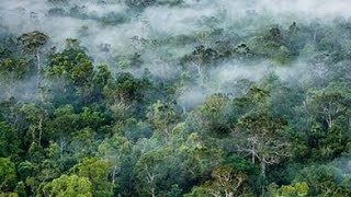 JUNGLE PAPUA (Hutan Papua )